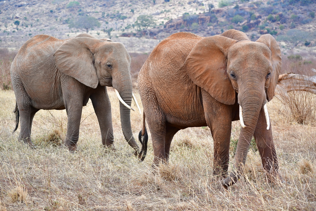 Tsavo East National Park